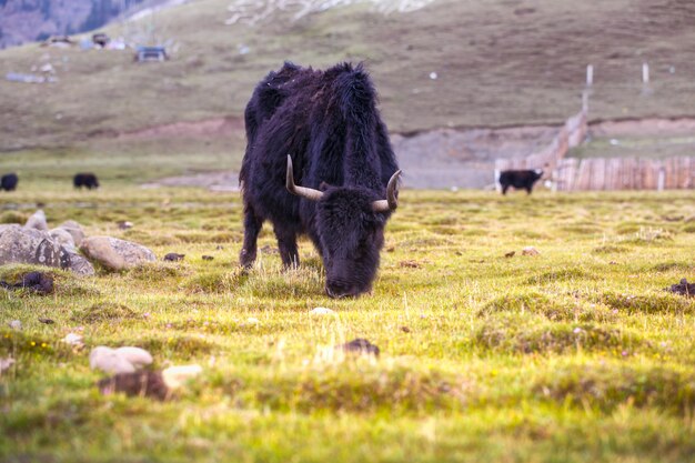 Yak, die grünes Gras in Ladakh essen