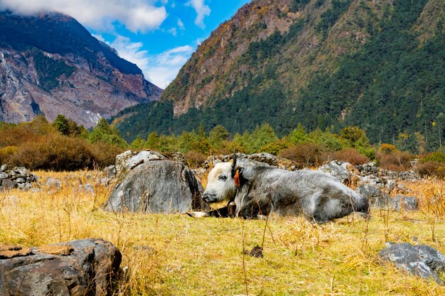 Yak do Himalaia na bela paisagem da aldeia de Folay Phale em Ghunsa Taplejung Kanchenjunga