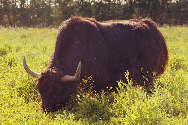 Yak im Sommer im Freien