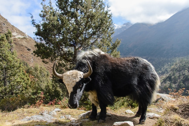 Yak in Nepal