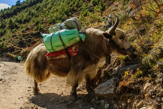 Yak in Nepal