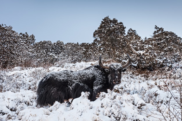 Yak y montañas