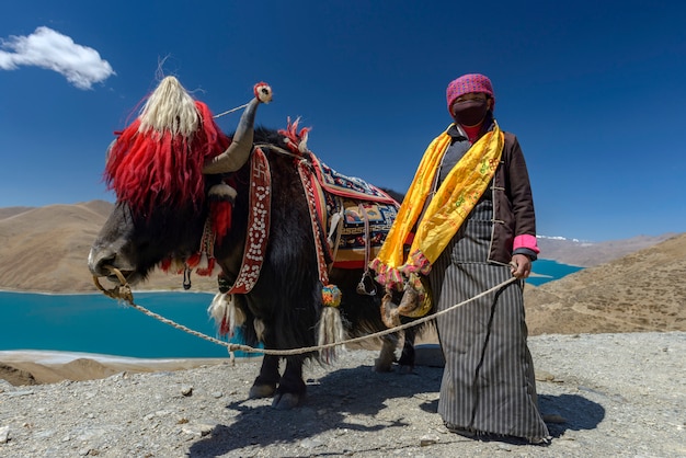 Yak, Namtso See in Tibet