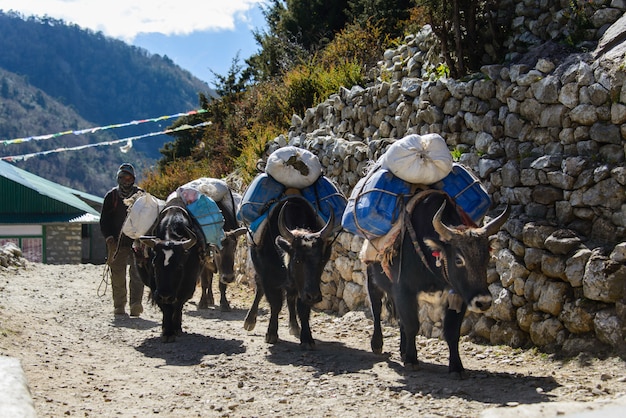 Yak en Nepal