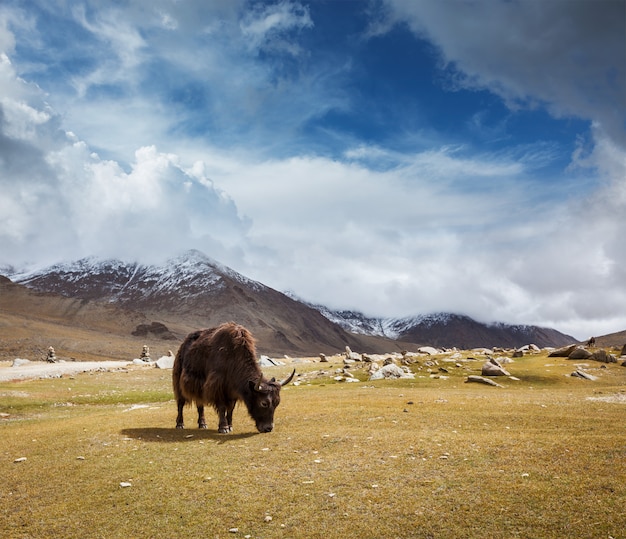 Yak pastando en el Himalaya