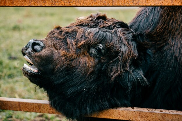 Yak tibetano en zoológico