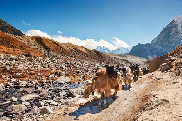 Yak transportando carga en el camino hacia el campamento base del Everest en el Himalaya, Nepal.