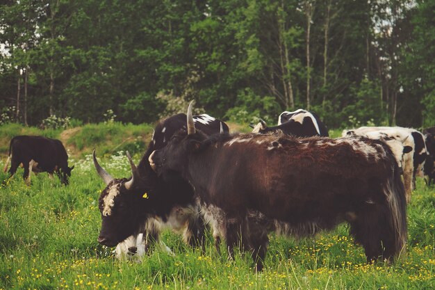 Yak en verano al aire libre