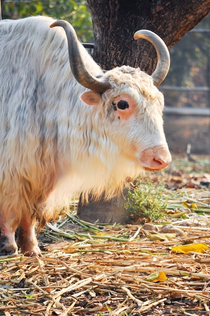 Yak