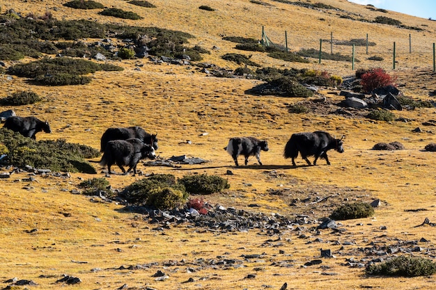 Yaks auf dem Feld in der Yading-Nationalreserve, Daocheng-Grafschaft, Sichuan-Provinz, China.