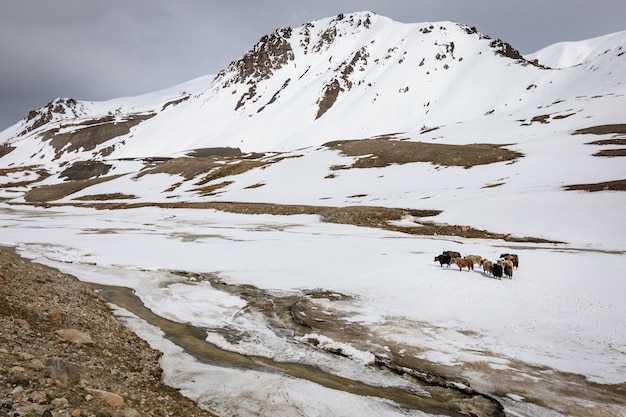 Foto yaks auf dem hochlandplateau des nationalparks khunjerab