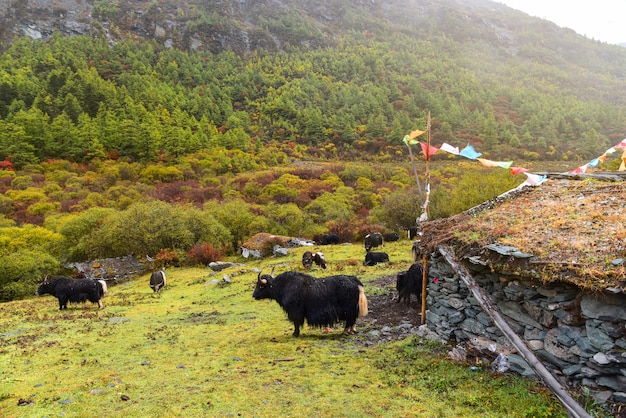 Yaks en el campo en la reserva nacional de Yading