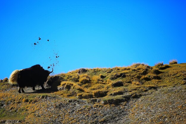 yaks en el Tíbet en las montañas en el pasto