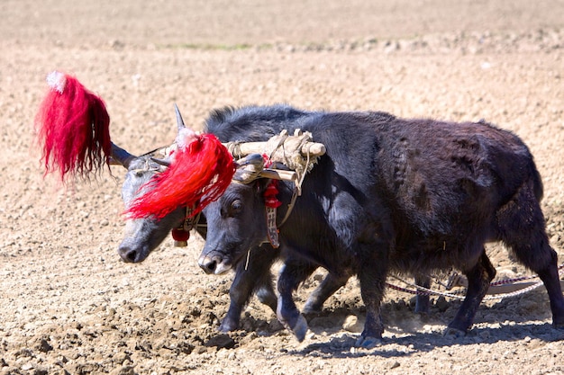 Yaks tibetanos