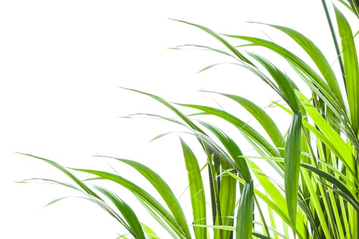 Foto yallow palm (chrysalidocarpus lutescens.) deixa em fundo branco com espaço para texto