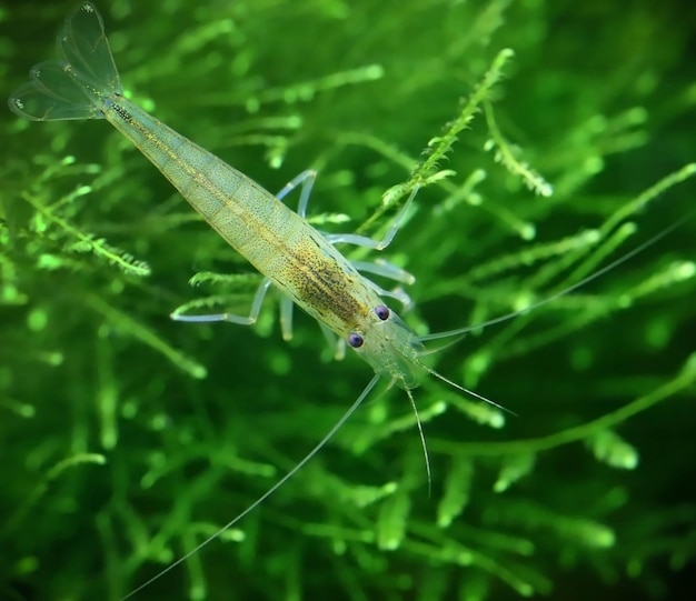 Yamato-Garnelen auf Javamoos in einem bepflanzten Aquarium