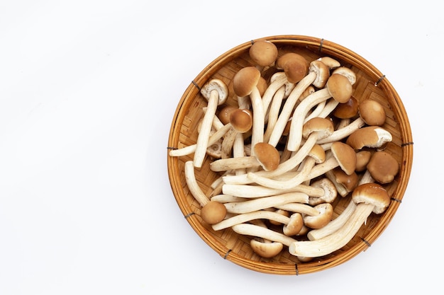 Yanagi-Matsutake-Pilz auf weißem Hintergrund