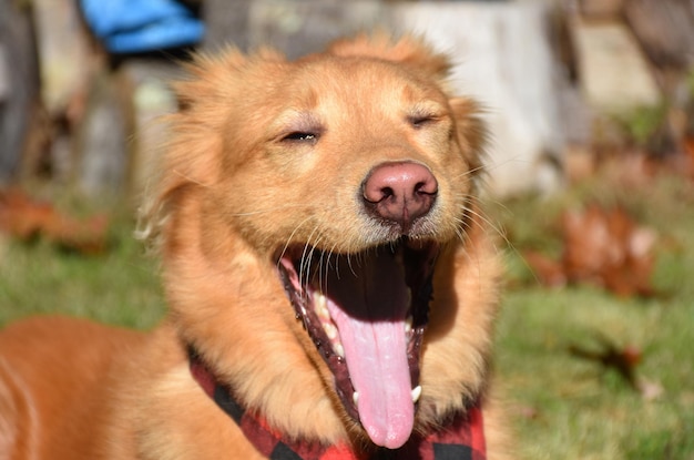 Yarmouth toller Hund gähnt mit weit geöffnetem Maul.