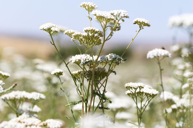 Yarrow Achillea floresce na natureza entre gramíneas Erva medicinal Belo campo de flores silvestres brancas