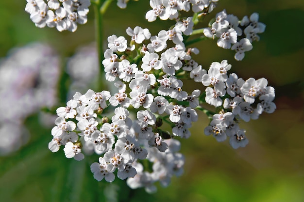 Yarrow branco