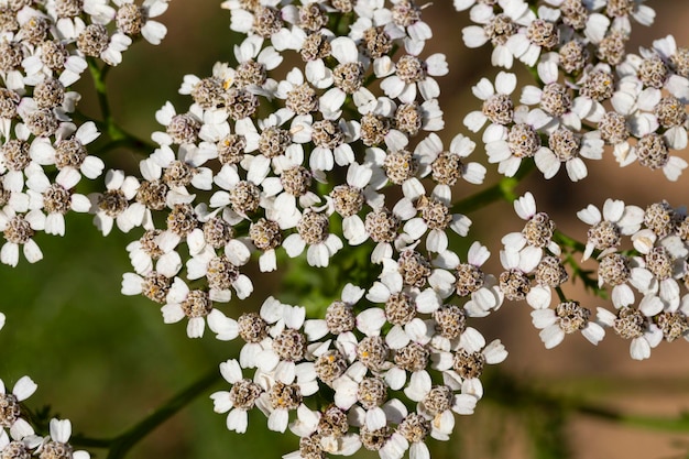 Yarrow comum Achillea millefolium flores brancas fecham fundo floral folhas verdes