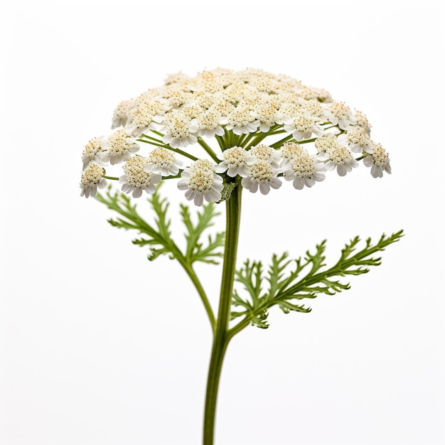 Yarrow em fundo branco