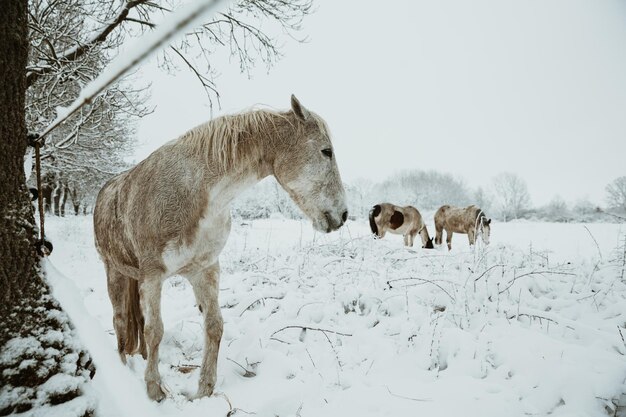 Yegua blanca en primer plano con piel mojada y melena de pie bajo el árbol y observa dos caballos pastando en el fondo en el pasto cubierto de nieve durante la mañana de invierno con cielo gris