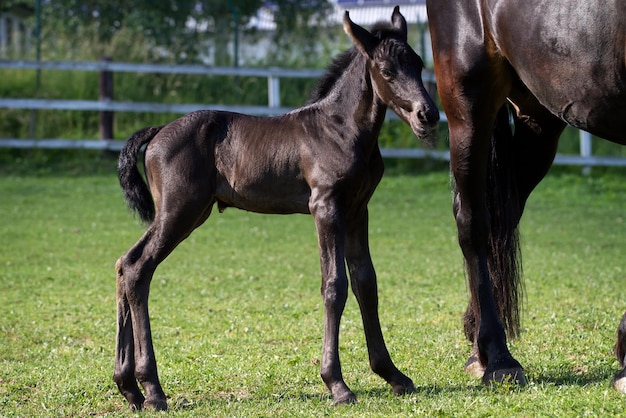 Yegua caballo frisón con potro