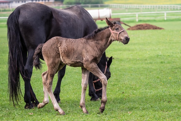 Yegua de caballo kladrubio negro con potro