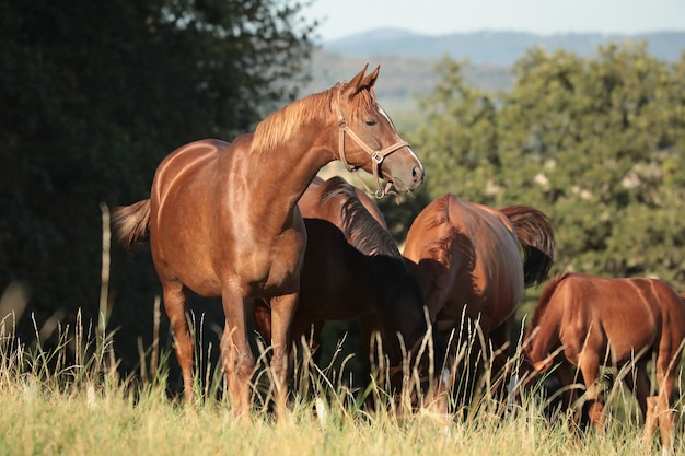 La yegua mira a los otros caballos por la mañana.