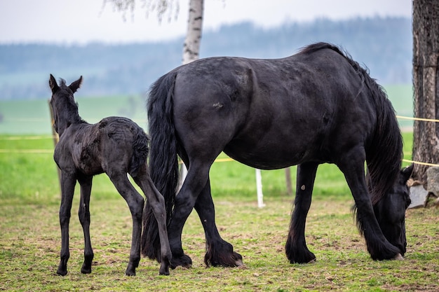 Yegua negra y potro en el pasto