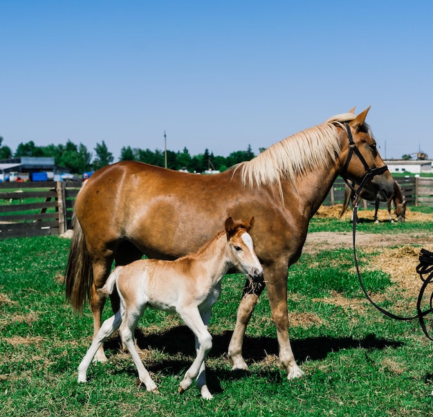 Yegua y su pequeño potro en una granja