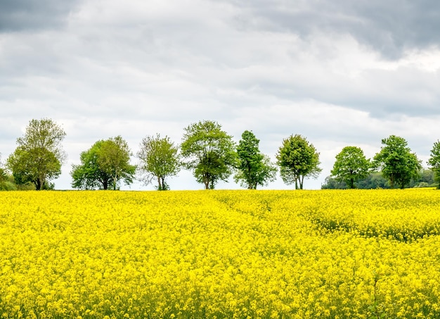 Yello Rapsfeld unter bewölktem Himmel gemeinsame Landschaftsansicht in Europa