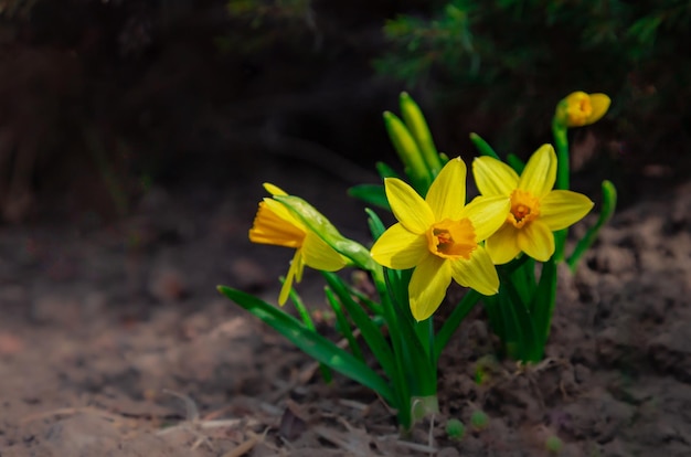 Yellow Daffodil chamado Dutch Master Trumpet Narcissus bush com espaço de cópia Blooming narcisos