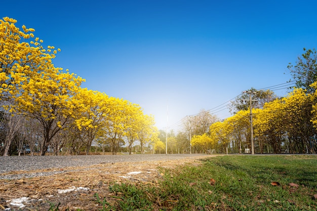 Yellow Golden Tabebuia Chrysotricha Baum am Straßenrand mit Park in Landschaft am blauen Himmelshintergrund. Öffentlicher Platz in Phitsanulok, Thailand.