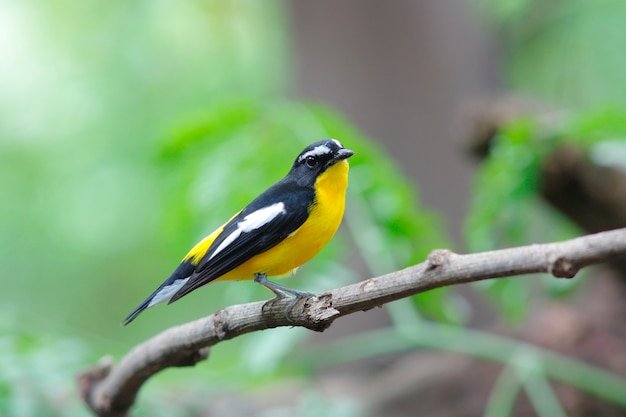 Yellow-rumped Flycatcher Ficedula zanthopygia Belas aves masculinas da Tailândia