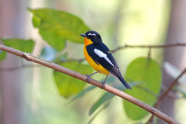 Yellow-rumped Flycatcher Ficedula zanthopygia Hermosas aves macho de Tailandia