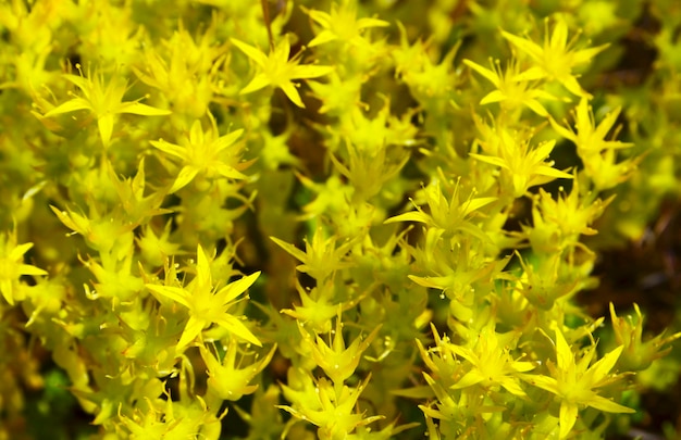 Foto yellow sedum acre oder acrid stonecrop blumen als hintergrund.arzneipflanzen und kräuterkonzept.