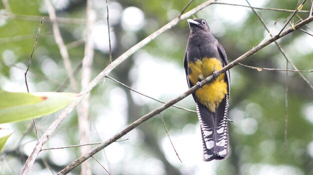 Yellowbellied Surucu Trogon viridis, auch bekannt als Capitandomato Curuxu und Goldenbellied