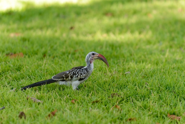 Yellowbilled Toko auf dem Gras