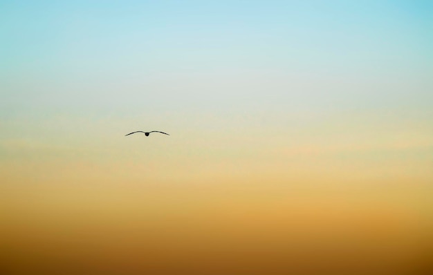 Foto yellowblue sky background puesta de sol pájaro volando silueta el cielo de ucrania