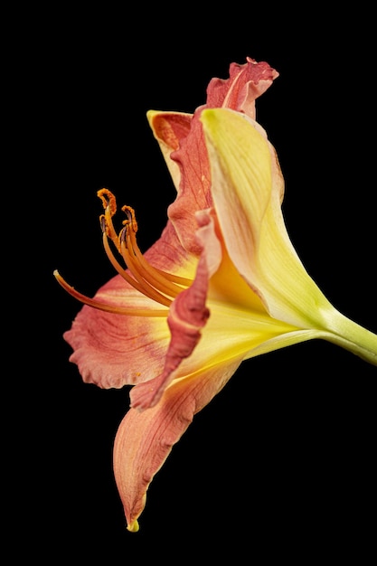 Yellowburgunder Blume der Taglilie latHemerocallis isoliert auf schwarzem Hintergrund