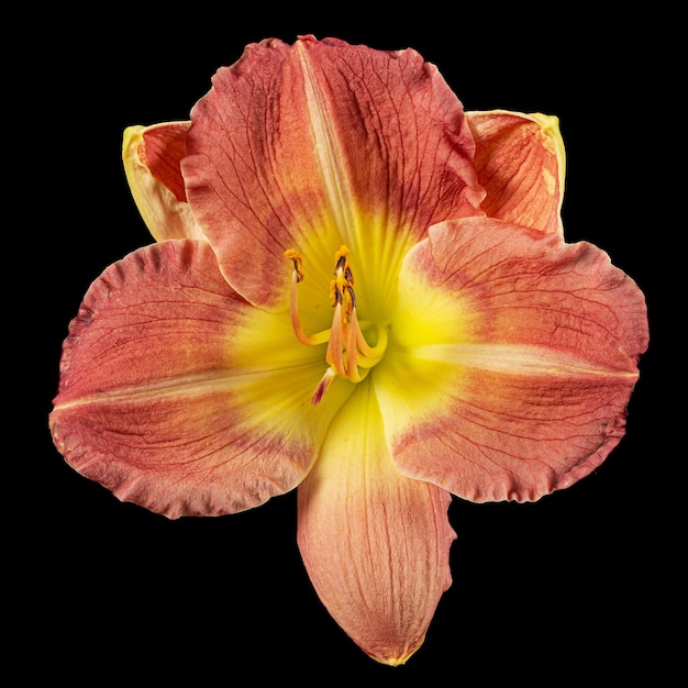 Yellowburgunder Blume der Taglilie latHemerocallis isoliert auf schwarzem Hintergrund