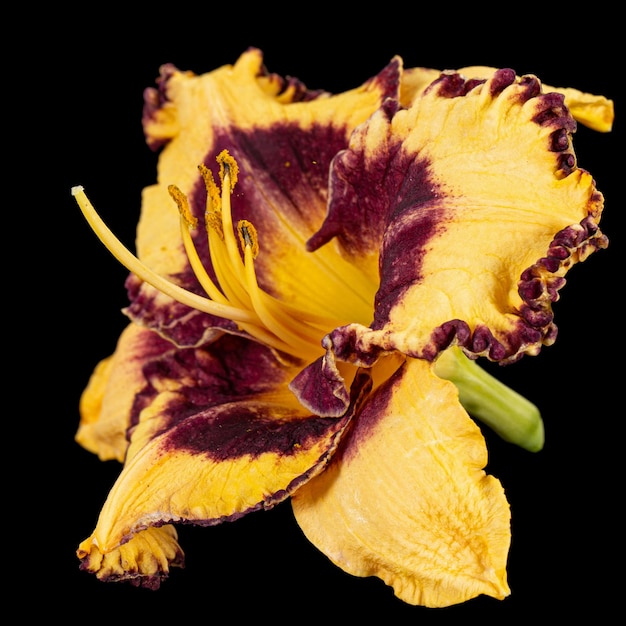 Yellowburgunder Blume latHemerocallis isoliert auf schwarzem Hintergrund