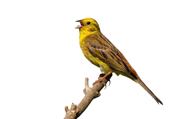 Foto yellowhammer cantando sobre madera aislado sobre fondo blanco.