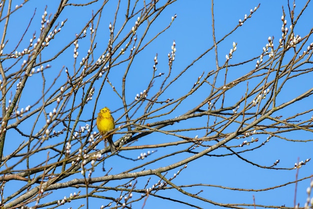 Yellowhammer Emberiza citrinella disfrutando del sol de invierno