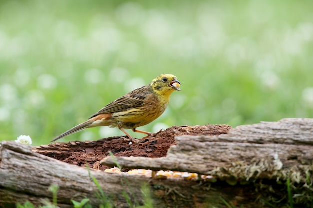 Yellowhammer (Emberiza citrinella) Nahaufnahme schoss auf verschiedene Zweige und Protokolle aus nächster Nähe.