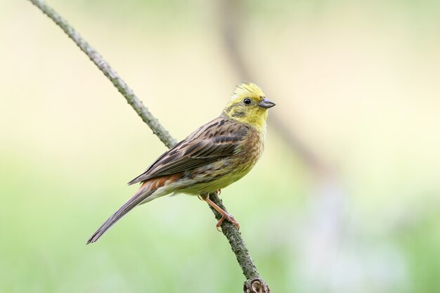 Foto yellowhammer (emberiza citrinella) primer plano en diferentes ramas y registros de corta distancia.