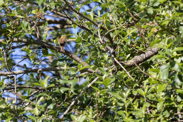 Yellowhammer (Emberiza citrinella) recolectando material de anidación