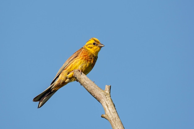 Yellowhammer (Emberiza citrinella) sentado en una rama...